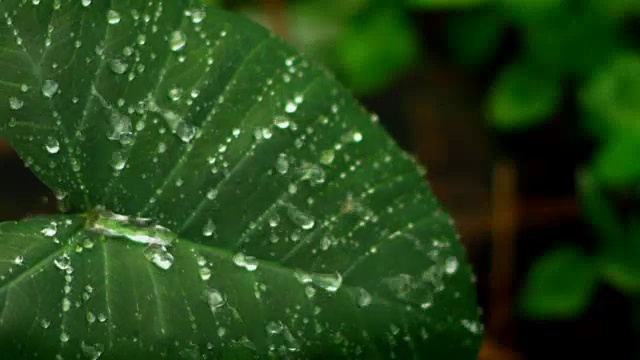 水珠从植物上缓缓滑落视频下载