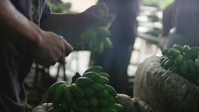 在墨西哥把香蕉从茎上切下来视频下载