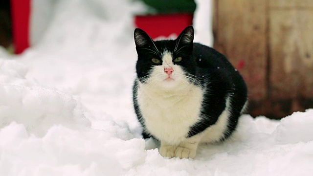 黑白猫站在雪地上视频下载