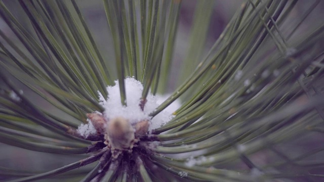 雪在松林里视频素材