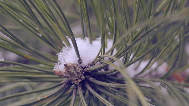 雪在松林里视频下载