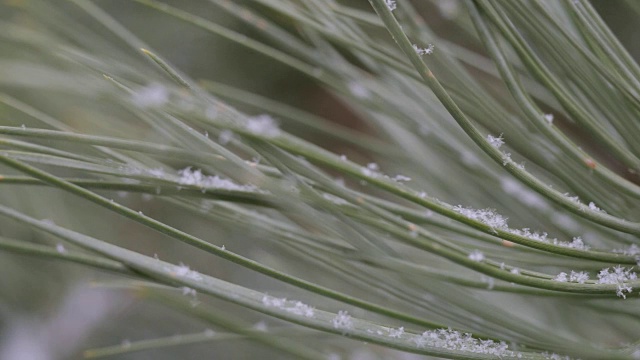 雪在松林里视频下载