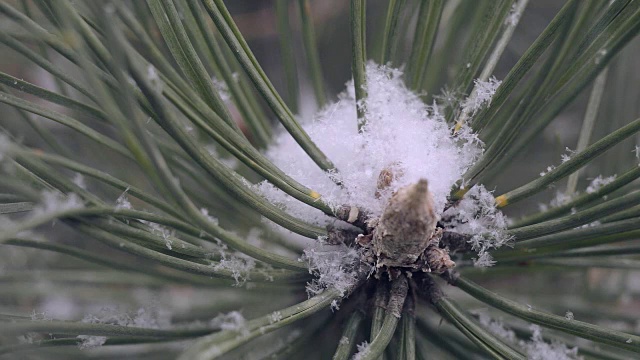 雪在松林里视频下载