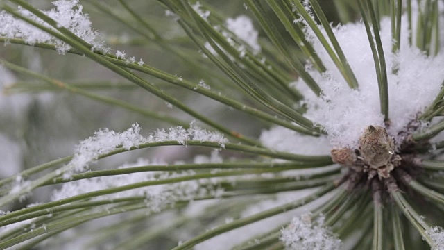 雪在松林里视频下载