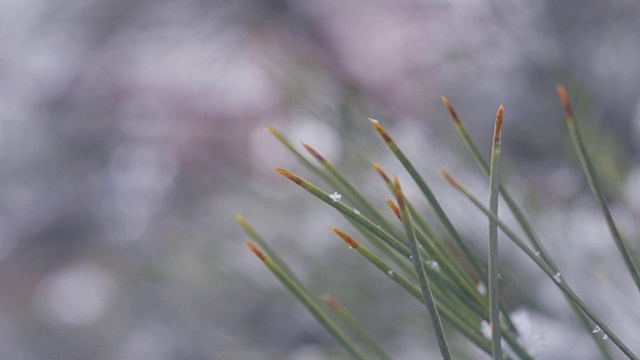 雪在松林里视频下载