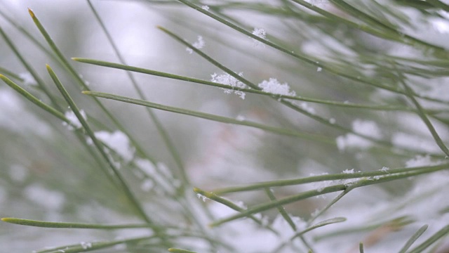 雪在松林里视频下载