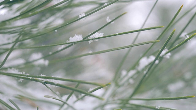 雪在松林里视频素材