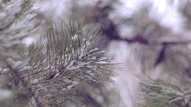 雪在松林里视频下载