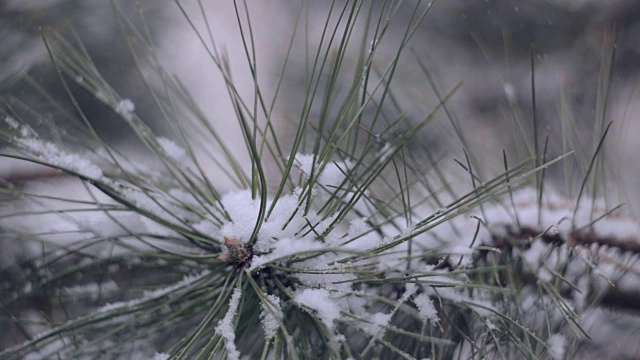 雪在松林里视频素材