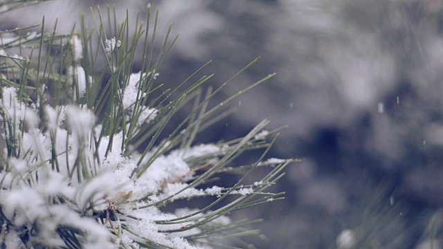 雪在松林里视频素材