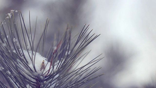 雪在松林里视频下载