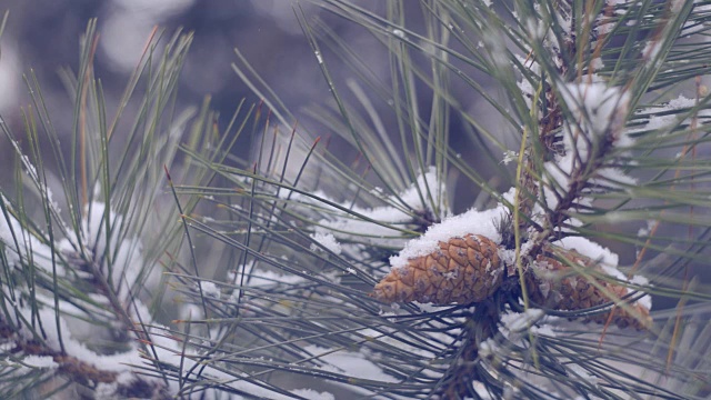 雪在松林里视频素材