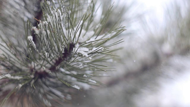 雪在松林里视频下载