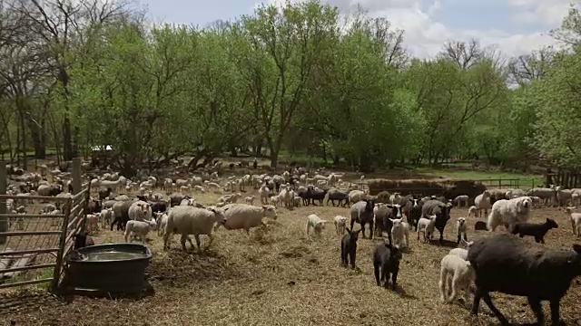 狗驱赶羊羔和绵羊视频素材