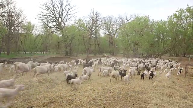 绵羊和小羊羔在奔跑视频素材