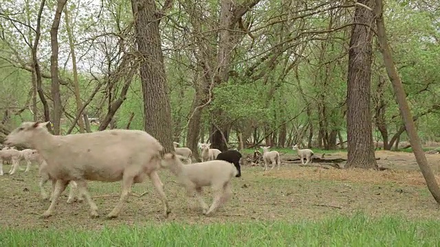 绵羊和小羊羔在奔跑视频素材