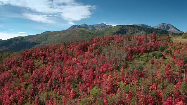 鸟瞰图的秋天颜色在森林视频素材