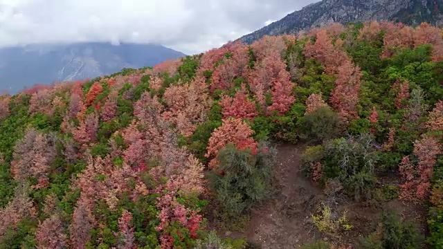 鸟瞰图飞过树在山坡上显示彩色的树木视频素材