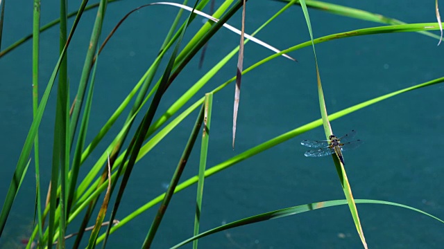 蜻蜓视频素材