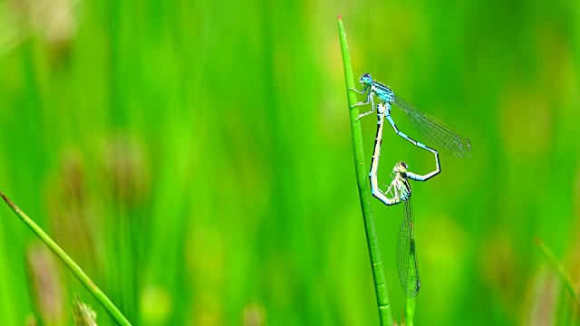 蜻蜓视频素材