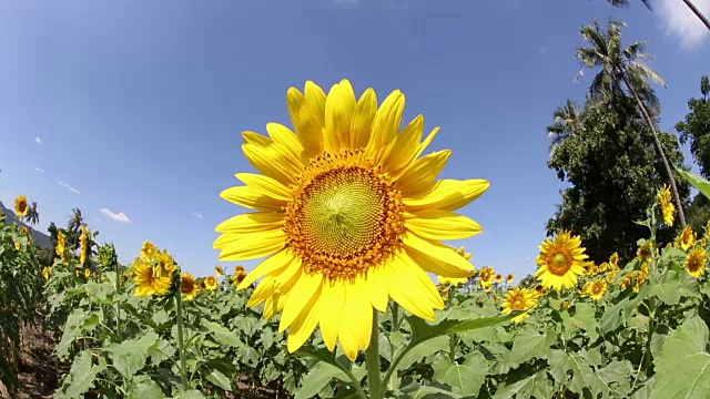 特写镜头向日葵黄视频下载