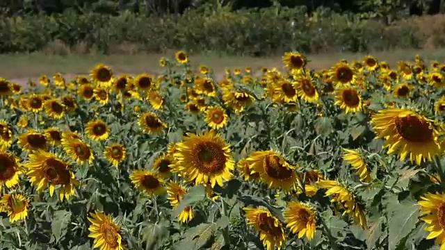 向日葵花园视频下载