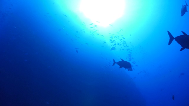 特里沃利杰克在阳光下游泳视频素材