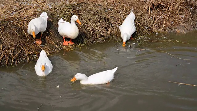 鸭视频下载