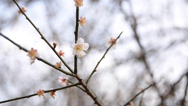 花视频下载