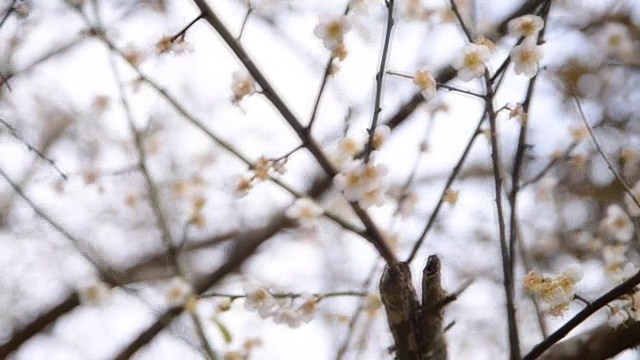 花视频下载