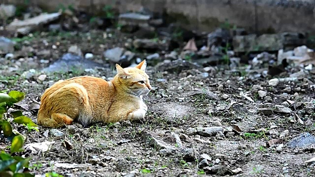 猫视频下载