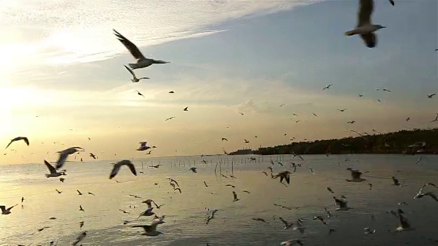 海鸥飞视频素材