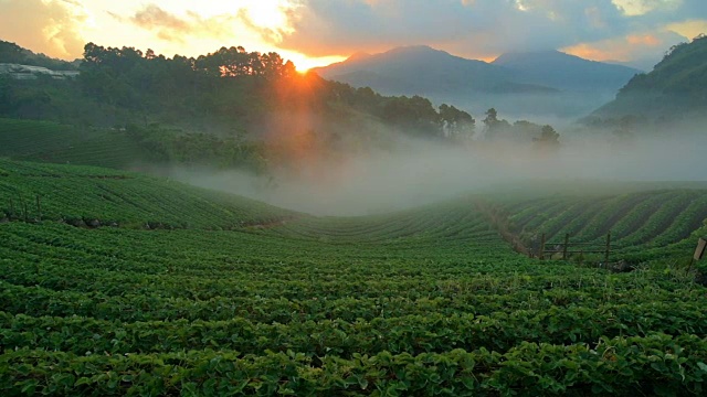 泰国清迈Doi Angkhang草莓农场视频素材