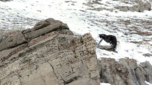 WS/SLOMO拍摄的一只未成熟的白头鹰(Haliaeetus leucocephalus)从悬崖上飞下来，背景是叉角羚视频素材