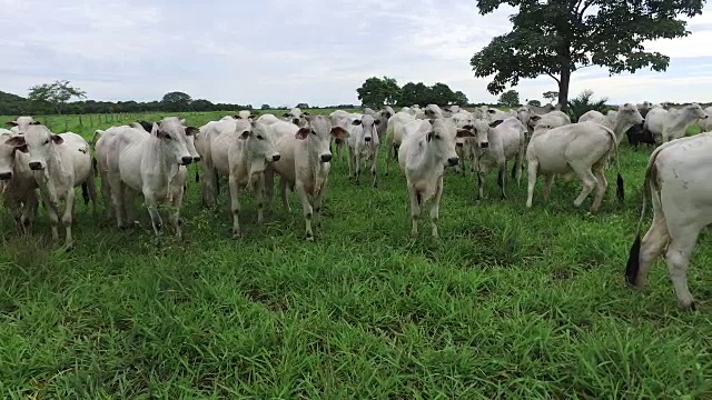 绿油油的牧场上放牧着牛群视频素材