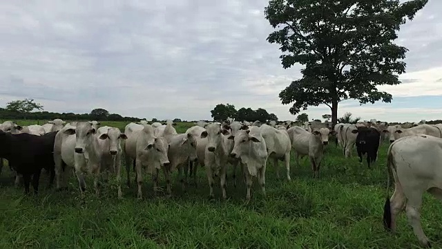 绿油油的牧场上放牧着牛群视频素材