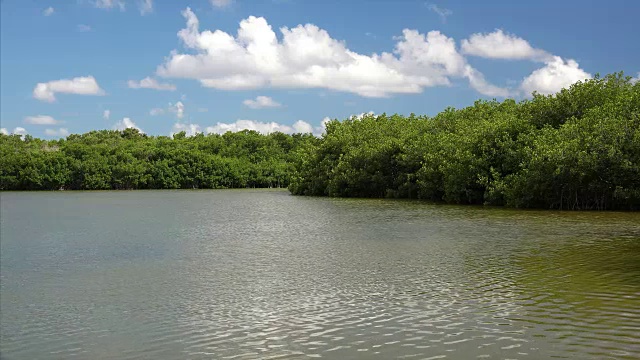 佛罗里达大沼泽地国家公园西湖岸边的红树林视频素材