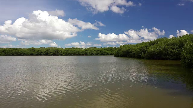 佛罗里达大沼泽地国家公园的西湖被岸边的红树林所包围视频素材