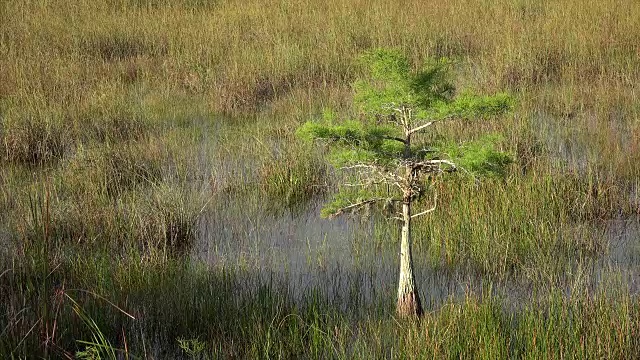 一棵年轻的柏树生长在佛罗里达湿地国家公园视频素材