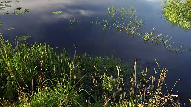 佛罗里达湿地景观在大沼泽地国家公园视频素材