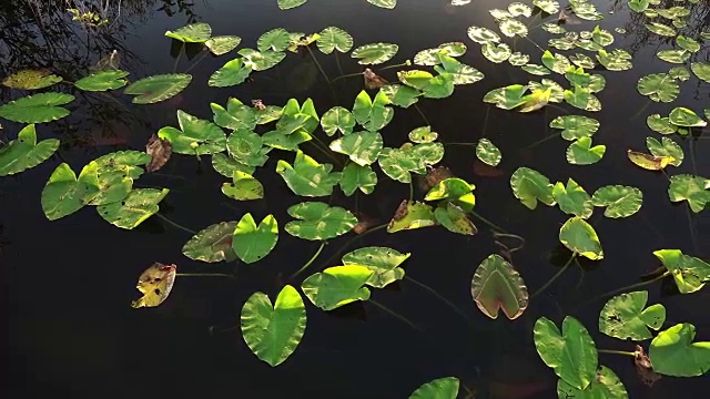 在佛罗里达南部的大沼泽地国家公园的水面上，绿色的睡莲叶子视频素材