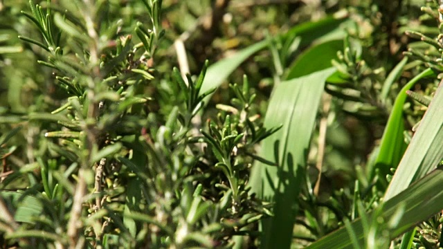 南非夸祖鲁-纳塔尔省农场上的MCU工厂视频素材