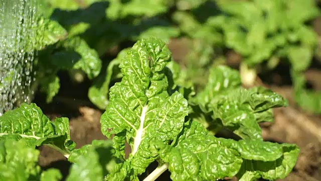 南非夸祖鲁-纳塔尔省，MCU植物生长在被浇水的农场上视频素材