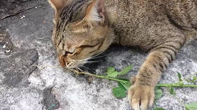 有趣的猫视频下载