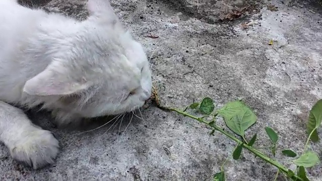 有趣的猫视频下载