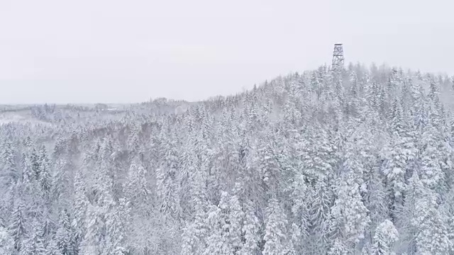 从上面看森林视频素材