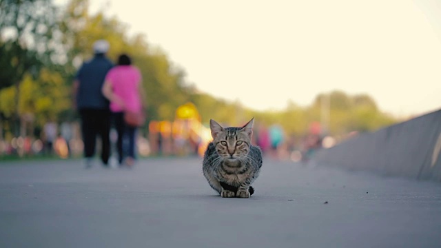 流浪猫站在马路上视频下载