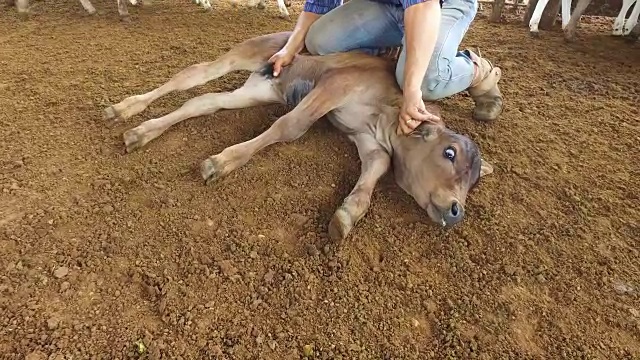 观点小腿品牌视频素材