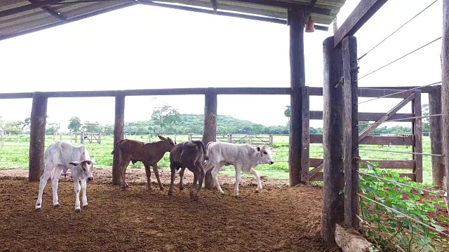 小牛在畜栏视频素材