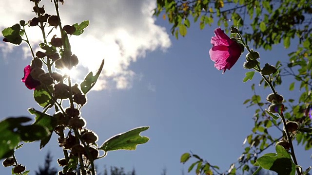 鲜花和太阳耀斑视频素材